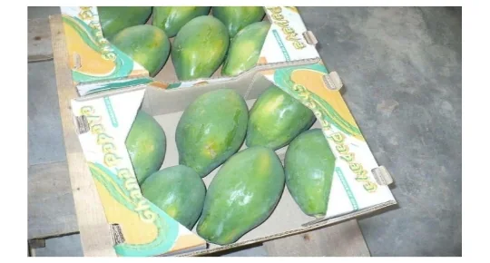 Frutas Tropicais Frescas - 4