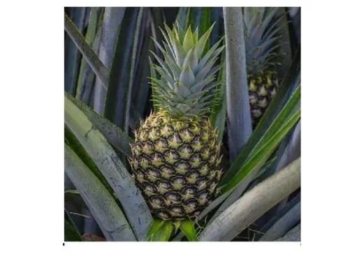 Frutas Tropicais Frescas - 1